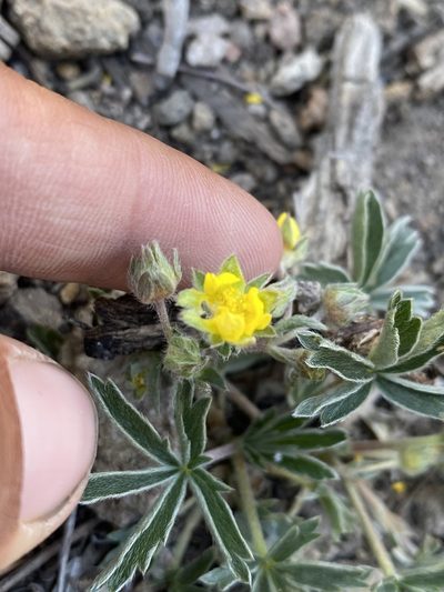 Potentilla johnstonii, photographed by Matt Berger