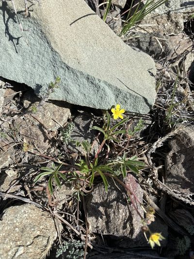 Potentilla johnstonii, photographed by Matt Berger