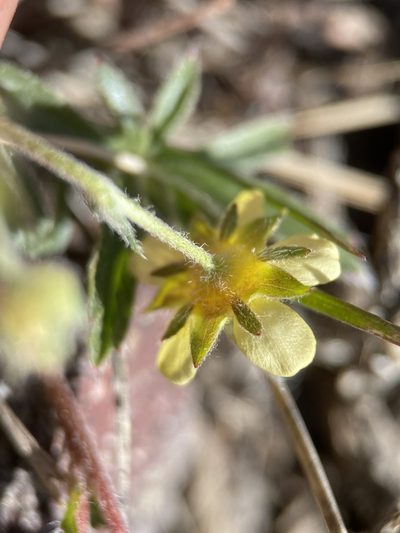 Potentilla johnstonii, photographed by Matt Berger