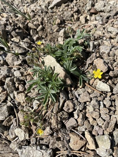 Potentilla johnstonii, photographed by Matt Berger