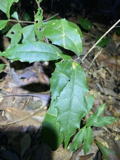 Polyosma cunninghamii, photographed by Greg Tasney
