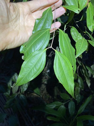 Rhodamnia acuminata, photographed by Greg Tasney