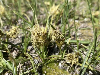 Carex douglasii, photographed by Matt Berger