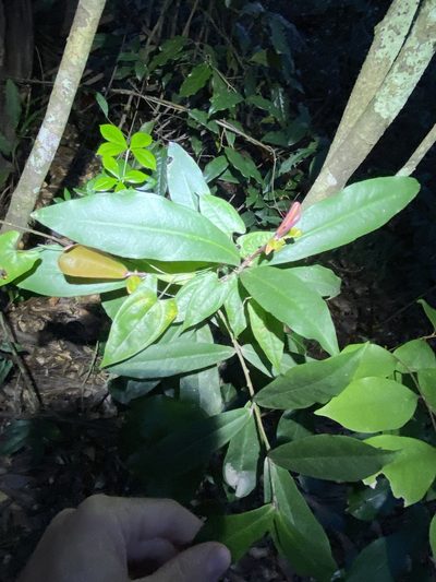 Myrsine subsessilis, photographed by Greg Tasney