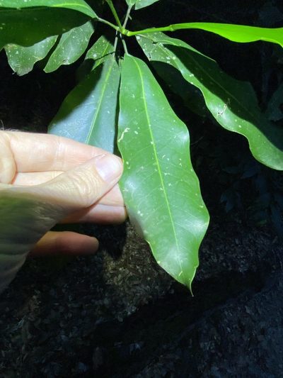 Acronychia wilcoxiana, photographed by Greg Tasney