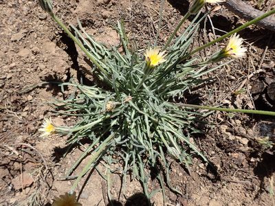 Agoseris retrorsa, photographed by George Williams
