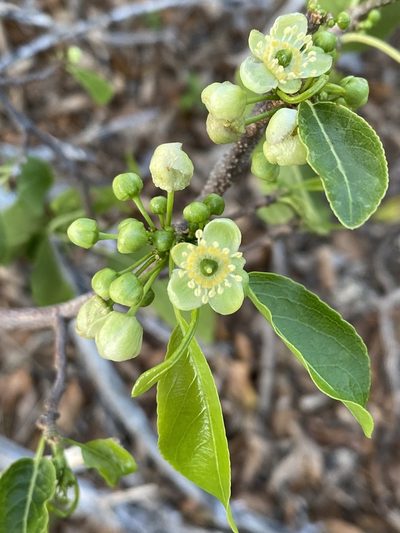 Casearia tremula, photographed by Jean-Paul Boerekamps