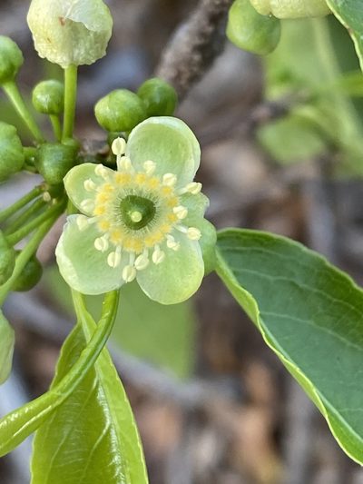 Casearia tremula, photographed by Jean-Paul Boerekamps