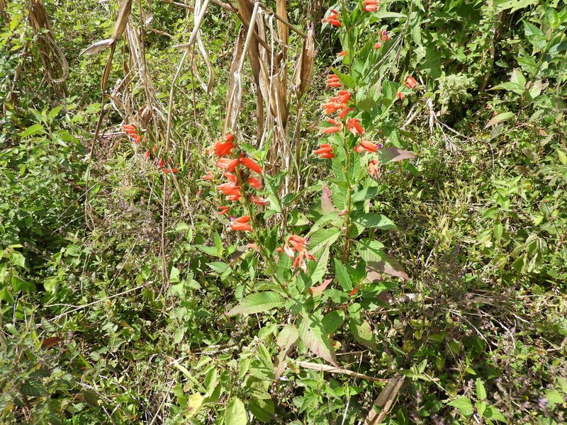Cuphea schumannii, photographed by Leticia Jiménez Hernández