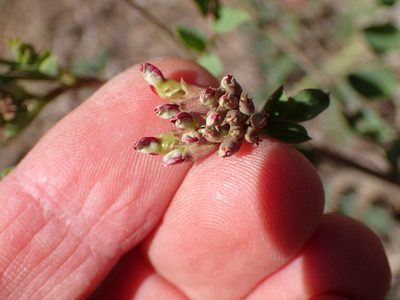 Hosackia crassifolia, photographed by George Williams