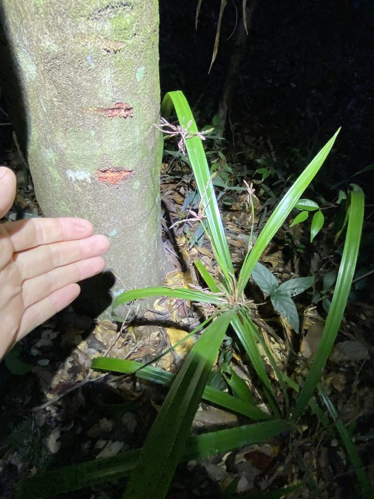 Cyperus pedunculosus, photographed by Greg Tasney