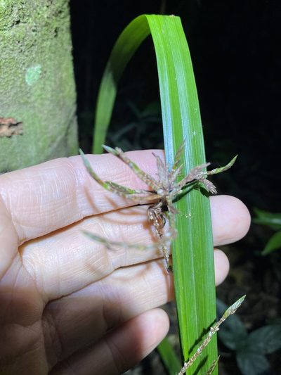 Cyperus pedunculosus, photographed by Greg Tasney