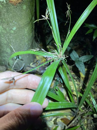 Cyperus pedunculosus, photographed by Greg Tasney