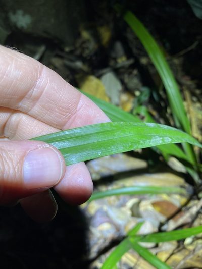 Cyperus pedunculosus, photographed by Greg Tasney