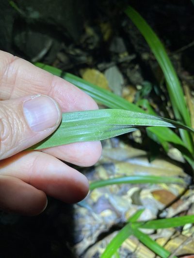 Cyperus pedunculosus, photographed by Greg Tasney