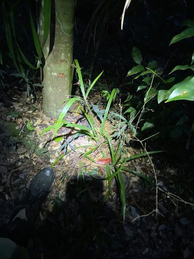 Cyperus pedunculosus, photographed by Greg Tasney