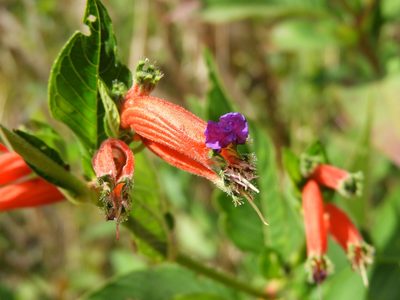 Cuphea schumannii, photographed by Leticia Jiménez Hernández