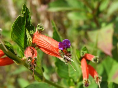 Cuphea schumannii, photographed by Leticia Jiménez Hernández