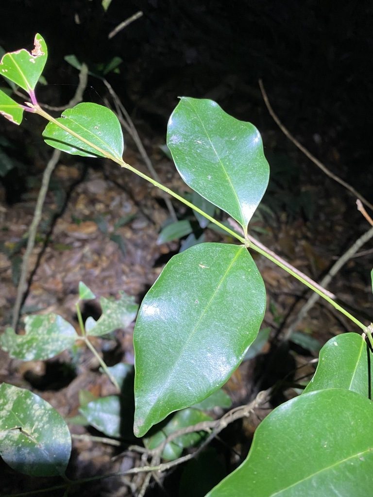 Syzygium hemilamprum, photographed by Greg Tasney