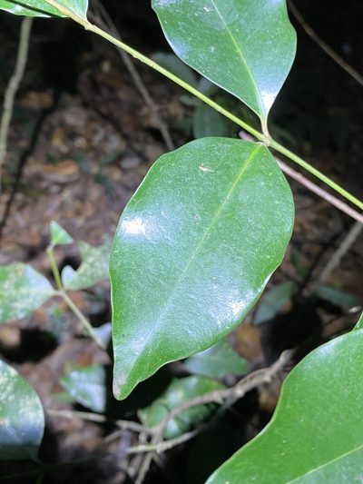 Syzygium hemilamprum, photographed by Greg Tasney