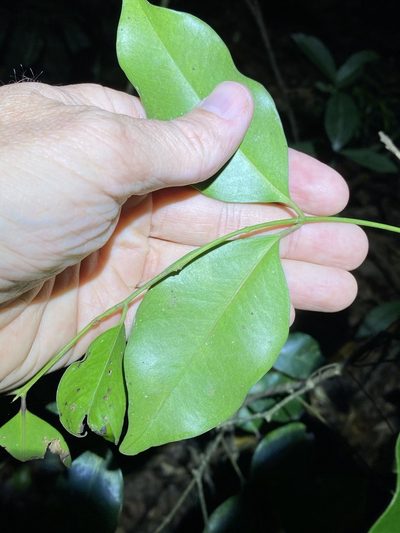 Syzygium hemilamprum, photographed by Greg Tasney
