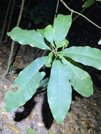 Pleioluma queenslandica, photographed by Greg Tasney