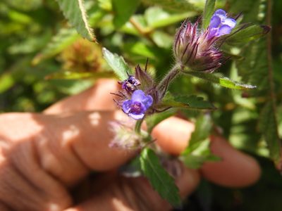 Marsypianthes chamaedrys, photographed by Leticia Jiménez Hernández