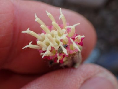 Chaenactis santolinoides, photographed by George Williams