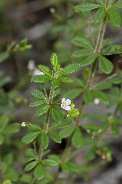 Zieria obovata, photographed by garywwilson