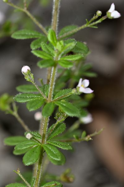 Zieria obovata, photographed by garywwilson