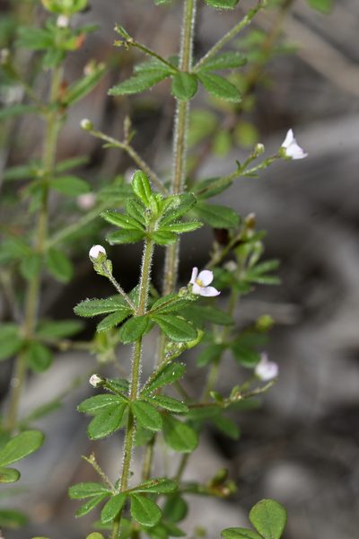 Zieria obovata, photographed by garywwilson