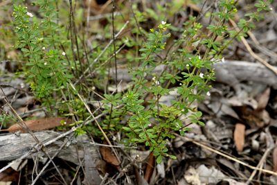 Zieria obovata, photographed by garywwilson