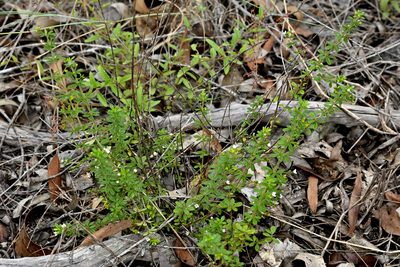 Zieria obovata, photographed by garywwilson