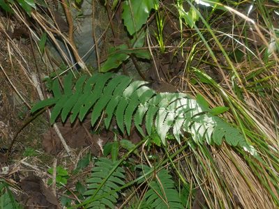 Dryopteris cycadina, photographed by Jacy Chen