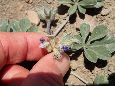 Pediomelum californicum, photographed by George Williams