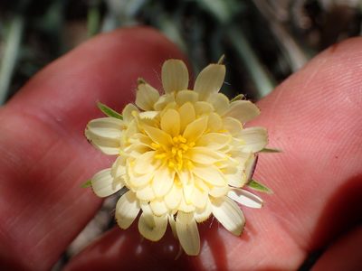 Agoseris retrorsa, photographed by George Williams