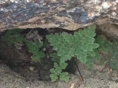 Notholaena californica, photographed by Ryan Donnelly