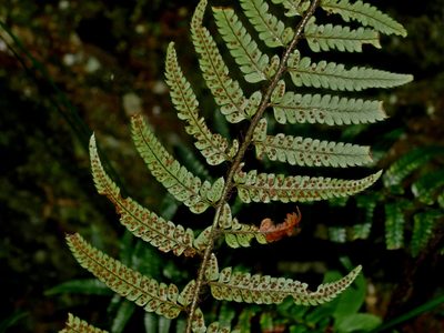 Polystichum luctuosum, photographed by Jacy Chen
