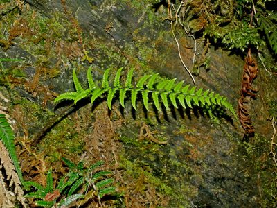 Polystichum luctuosum, photographed by Jacy Chen