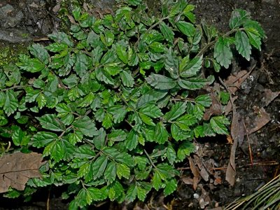 Elatostema microcephalanthum, photographed by Jacy Chen