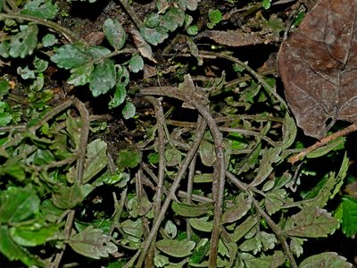 Elatostema microcephalanthum, photographed by Jacy Chen