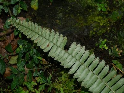 Polystichum deltodon, photographed by Jacy Chen