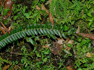 Polystichum deltodon, photographed by Jacy Chen