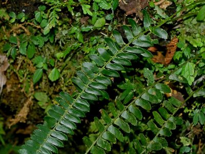 Polystichum deltodon, photographed by Jacy Chen