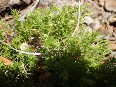 Galium andrewsii, photographed by George Williams