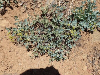 Lomatium californicum, photographed by George Williams