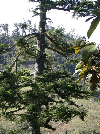Abies guatemalensis, photographed by Neptalí Ramírez Marcial