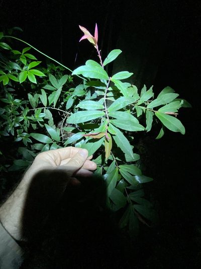Myrsine subsessilis, photographed by Greg Tasney