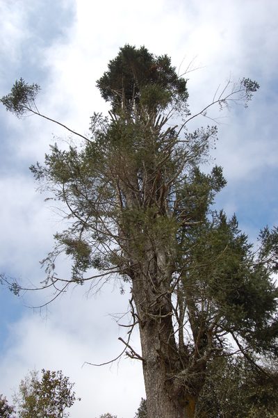 Abies guatemalensis, photographed by Neptalí Ramírez Marcial
