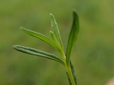 Veronica satureiifolia, photographed by Adrien BENOIT à la GUILLAUME